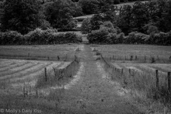 Black and white of english countryside pathway fields ordinary paradise