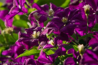 Purple clematis flowers flourishing