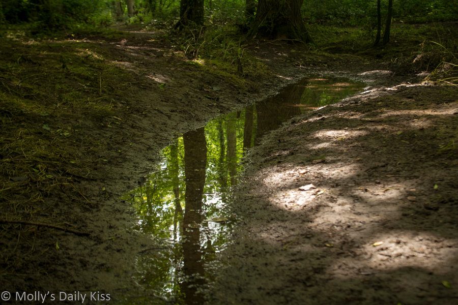 Woodland reflected in puddle reflect