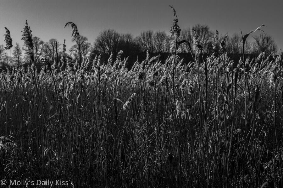 water reeds in summer sensation light black and white