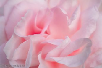 pink rose petals smell sweet
