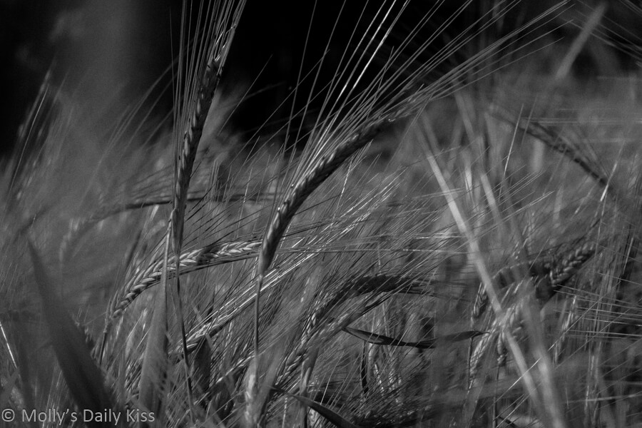 Ears of wheat in black and white