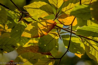 Leaves turning an autumn September colour