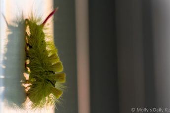 Large fluffy green Caterpillar