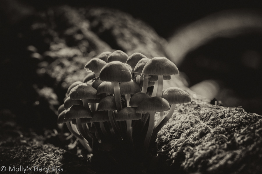 Fungus in black and white Recyclers of the world