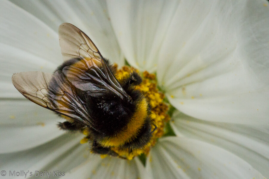 macro of bee of white flower