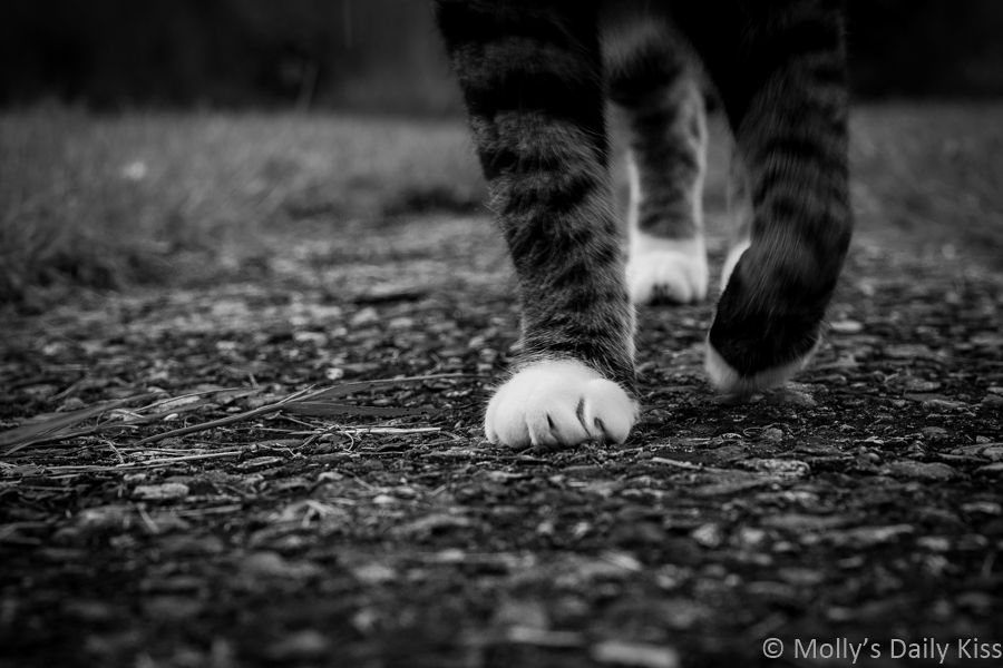 Cat feet free walking towards camera in black and white