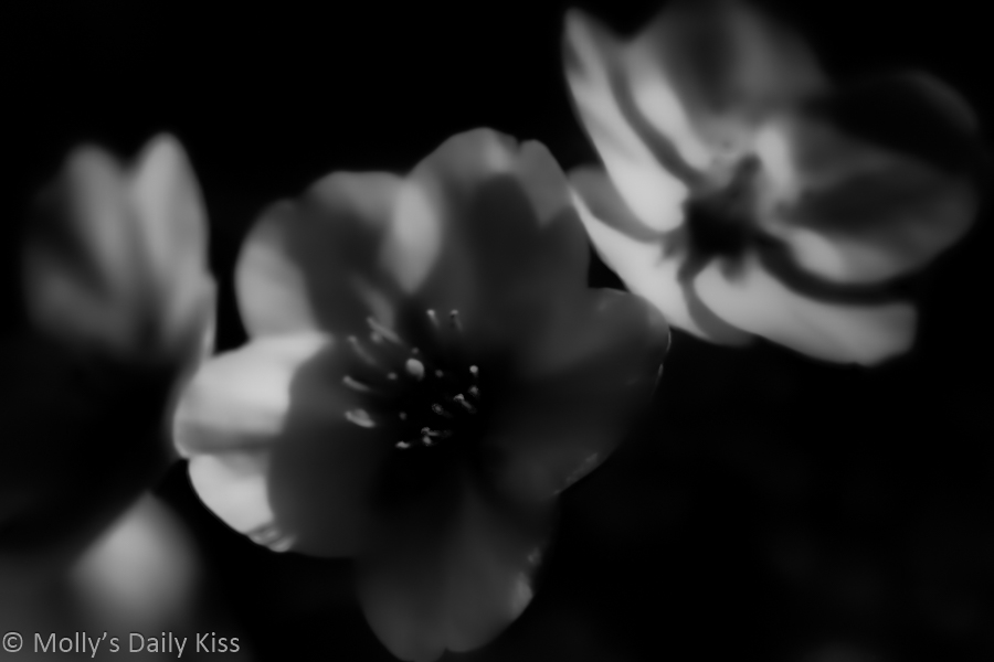 Black and white ghostly looking flowers