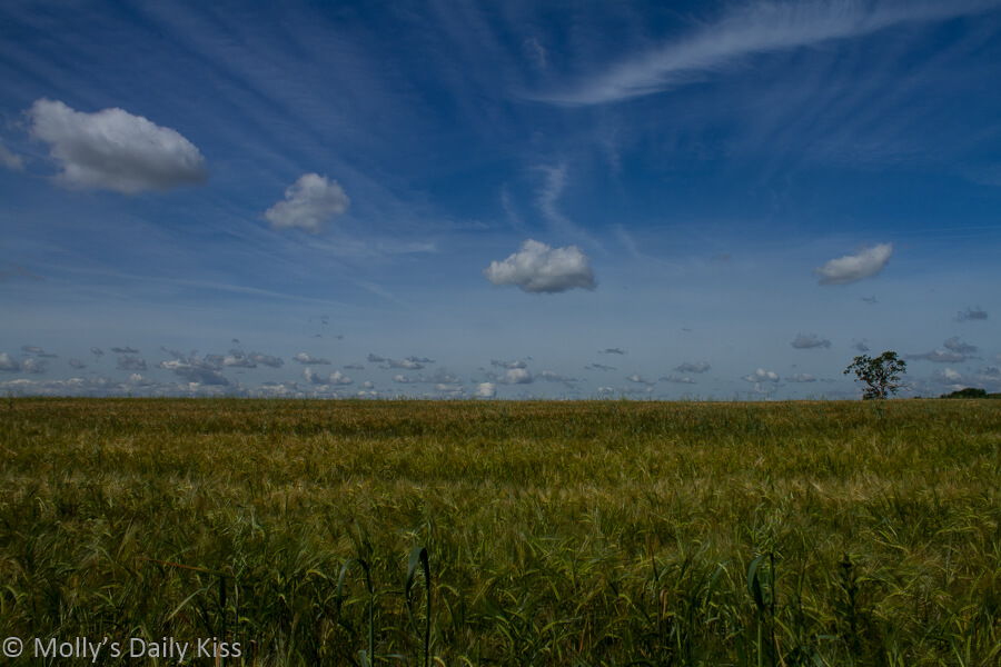 Cotton ball clouds over wheat fields
