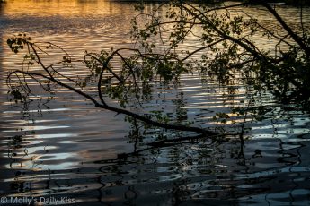 Leaves and branches reflected in pond with setting sun. October Days