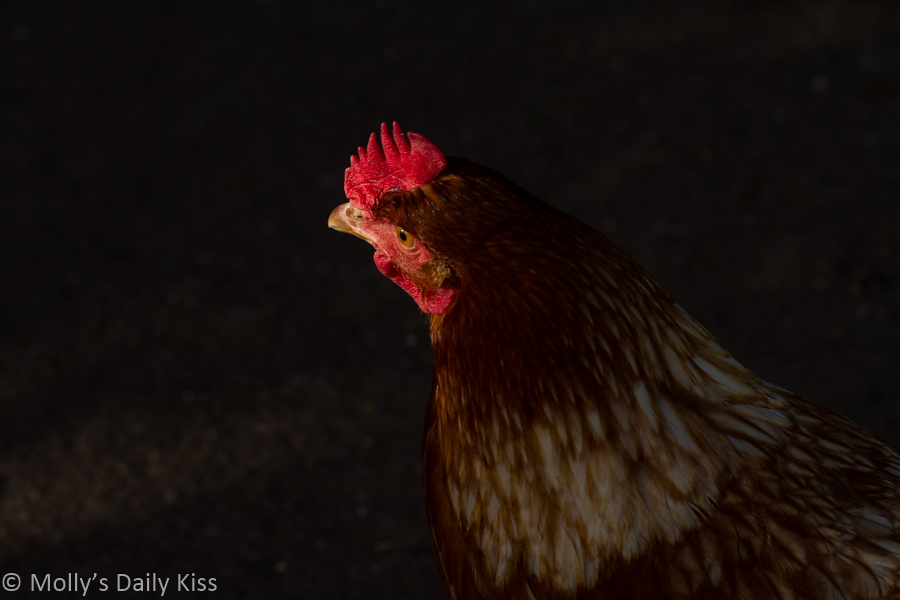 Chicken portrait