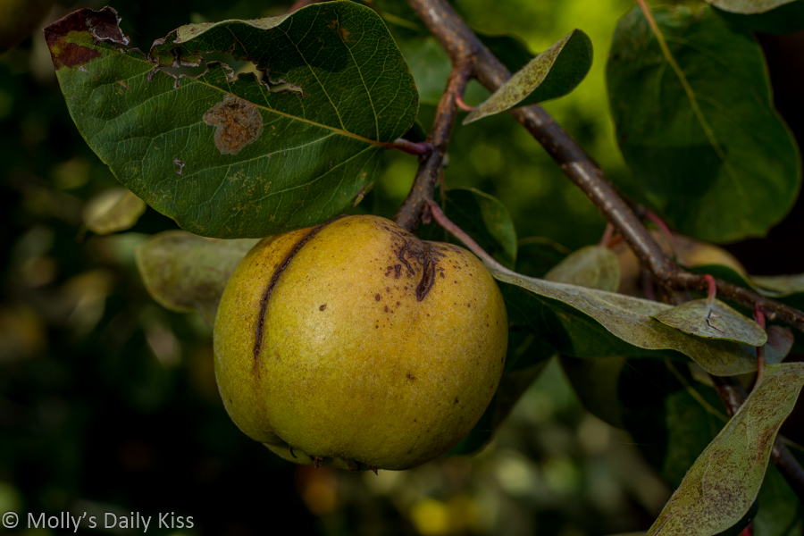 Quince fruit on tree
