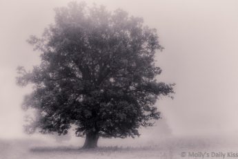 Old oak tree in morning autumn fog. A simple vision