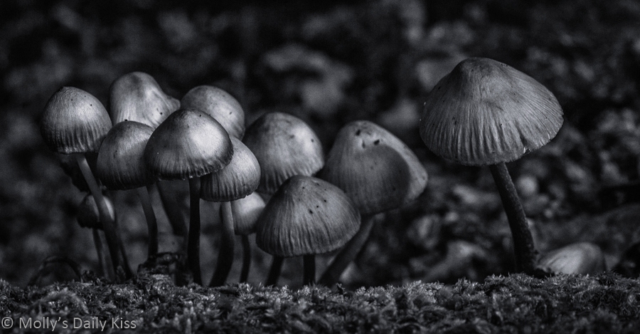 Black and White of Fungus toadstool in woods