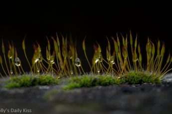 Macro shot of moss with droplets of water