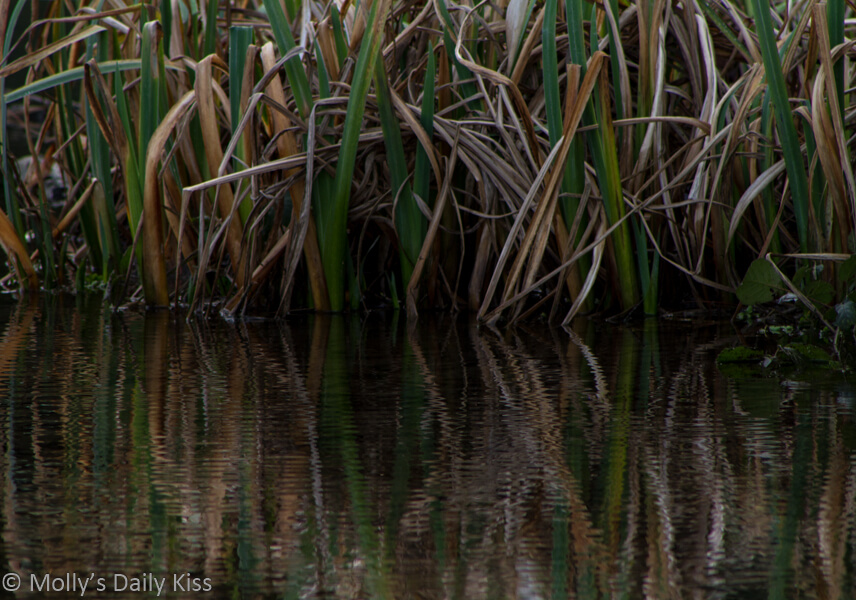 reeds reflected in ripple in the water