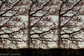 Three trees overlaping each other in composite image of tree bodies