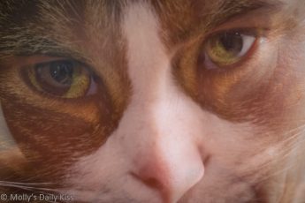 Self portrait of Molly merged with cat face over the top