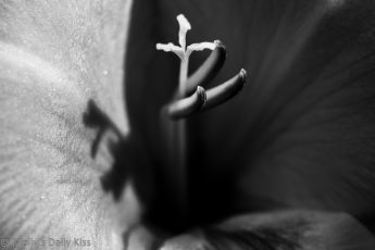 Black and White of gladioli bloom, delight for the soul