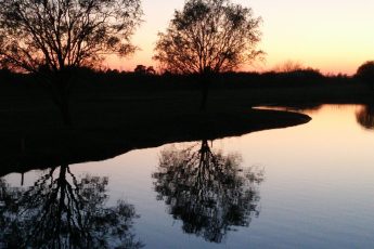 Winter trees reflected in pond with afternoon sunset