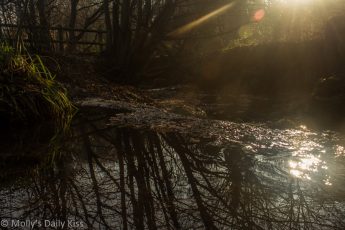 Winter sun burtsing through the trees and sparkling on the water in the stream