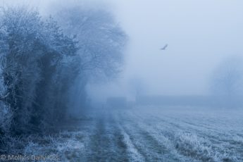 Thick frost and fog with blue tones over fields and bird flying. Winter blues