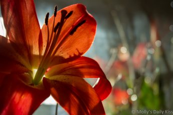 Orange lily with reflection in mirror