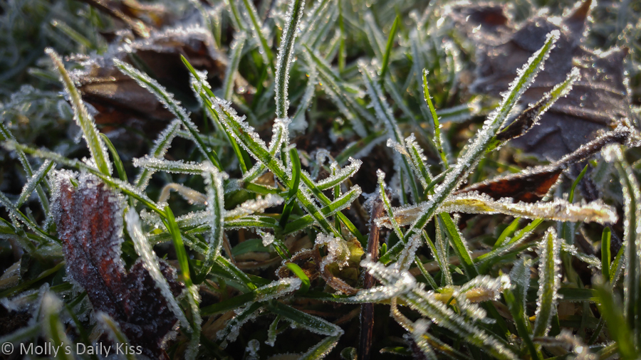 Frost covered leaves and grass. A taste of winter