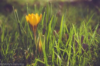 Yellow crocus pushing up through the grass in spring sunlight