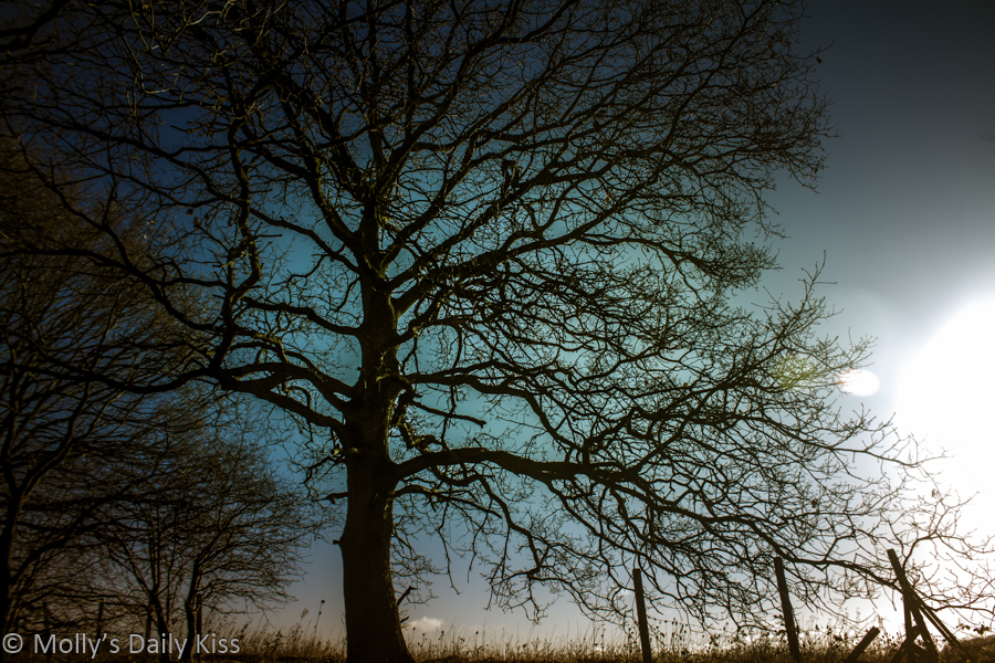 winter tree in late afternoon light