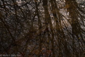 Winter trees reflected in rippling stream water
