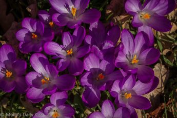 purple crocus flowers mark the coming of spring