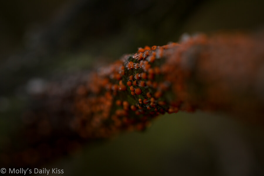 Orange fungus on tree