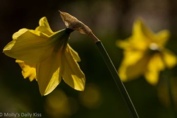 Gold of daffodil with sunlight