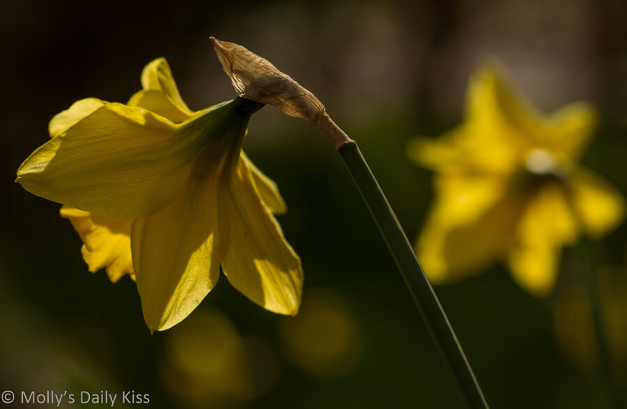 Gold of daffodil with sunlight