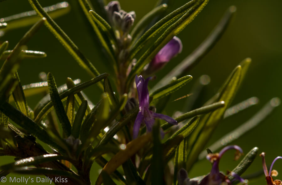 Rosemary herb flowering