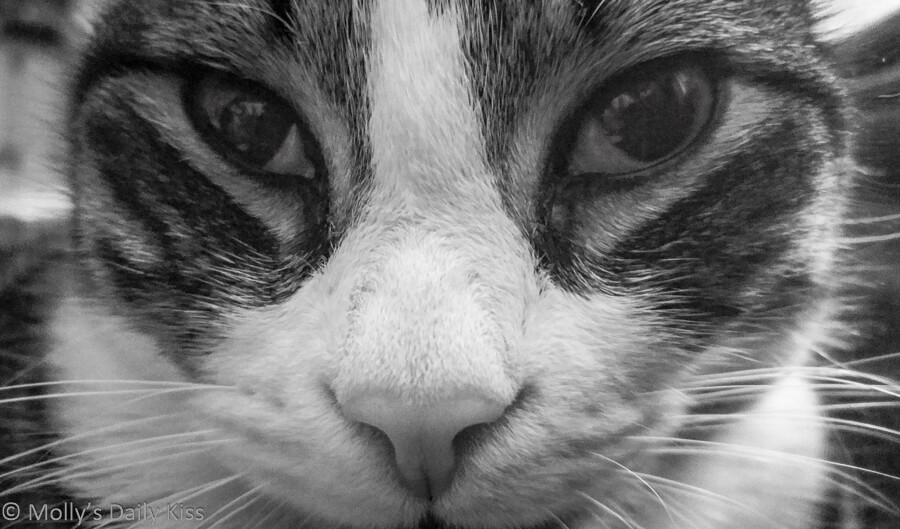 Black and white close up of cat face who thinks he is gods