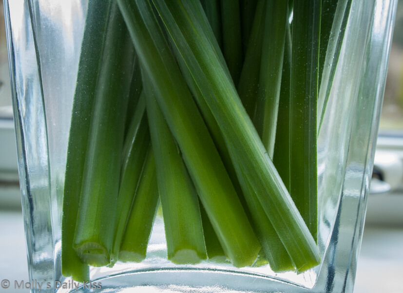 Daffodils stems in a glass vase