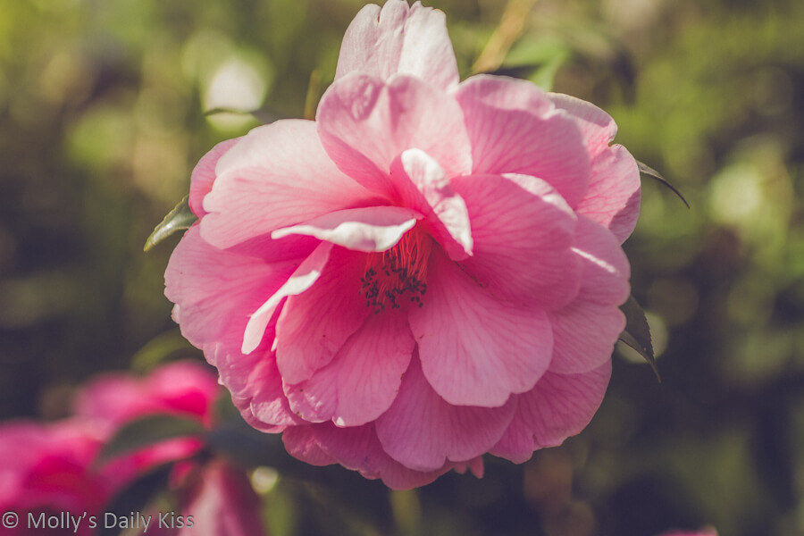 Pink camellia in spring sunlight