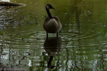 Reflection of Candian Goose in pond water with him look directly at the camera with one beady eye