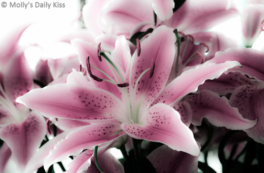 lblush pink lily