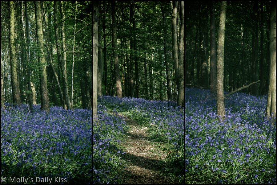 Triptych of bluebells in the woods that look like fair bells