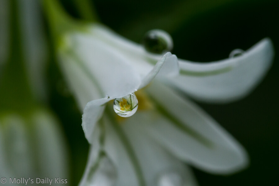 Wild garlic reflected in droplet of rain on the petal of wild garlic