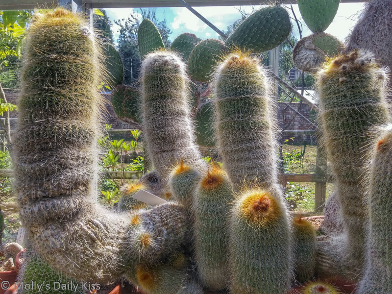 Collection of cactus