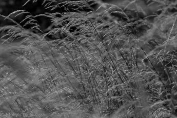 long grass in black and white