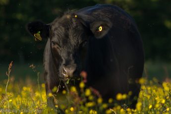Cow in buttercup field with insects swirling round