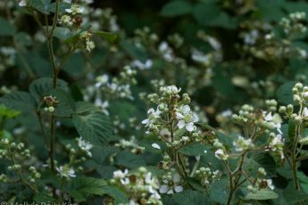 Blackberry bramble white blossom