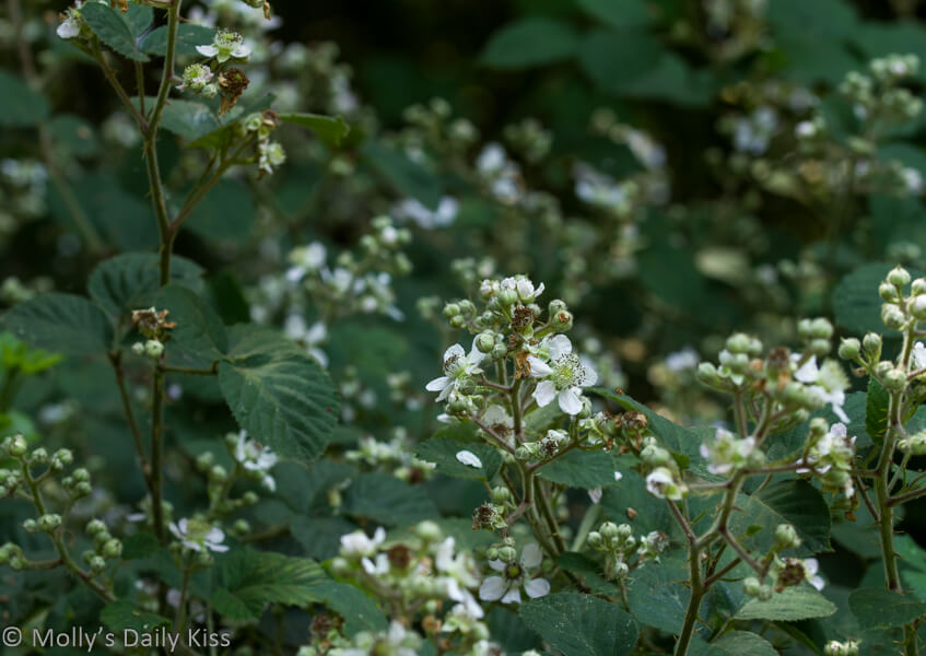 Blackberry bramble white blossom