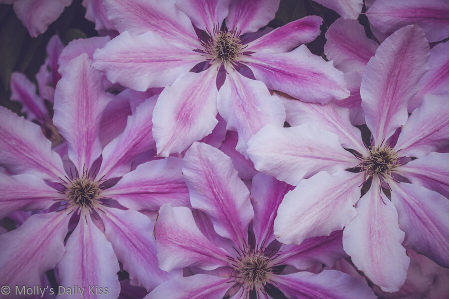Starry pink big clematis flowers