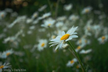 Daisy play in fields of daisy flowers